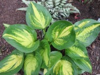 Hosta 